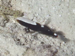 Lotilia klausewitzi Whitecap Shrimpgoby