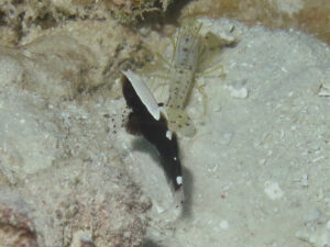 Lotilia klausewitzi Whitecap Shrimpgoby