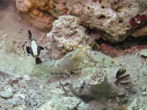 Lotilia klausewitzi Whitecap Shrimpgoby