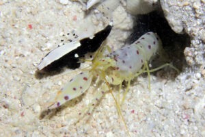 Lotilia klausewitzi Whitecap Shrimpgoby with Spotted Shrimp Alpheus rubromaculatus