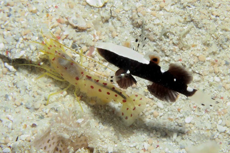 Lotilia klausewitzi Whitecap Shrimpgoby with Spotted Shrimp Alpheus rubromaculatus