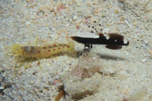 Lotilia klausewitzi Whitecap Shrimpgoby with Spotted Shrimp Alpheus rubromaculatus