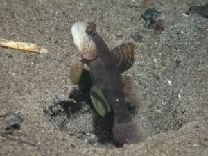 Mahidolia mystacina Smiling Shrimpgoby