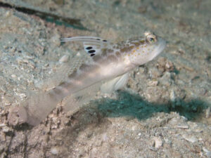 Mahidolia mystacina Smiling Shrimpgoby