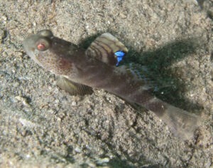 Mahidolia mystacina Smiling Shrimpgoby