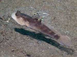 Mahidolia mystacina Smiling Shrimpgoby