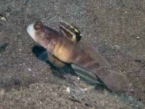 Mahidolia mystacina Smiling Shrimpgoby