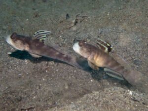 Mahidolia mystacina Smiling Shrimpgoby