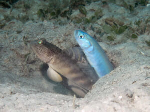 Mahidolia mystacina Smiling Shrimpgoby