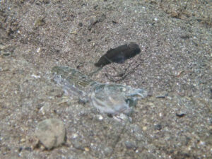 Mahidolia mystacina Smiling Shrimpgoby