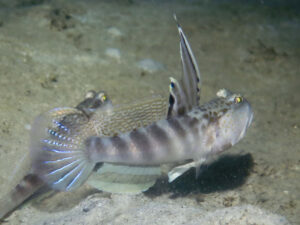 Mahidolia mystacina Smiling Shrimpgoby