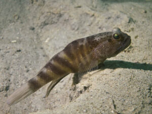 Mahidolia mystacina Smiling Shrimpgoby