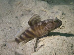 Mahidolia mystacina Smiling Shrimpgoby