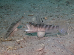 Mahidolia mystacina Smiling Shrimpgoby