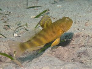 Mahidolia mystacina Smiling Shrimpgoby