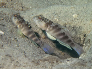 Mahidolia mystacina Smiling Shrimpgoby