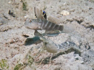 Mahidolia mystacina Smiling Shrimpgoby with Mottled Spot-tail Shrimp Alpheus species 7