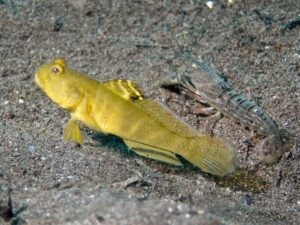 Mahidolia mystacina Smiling Shrimpgoby with Pigpen Shrimp Alpheus rapacida