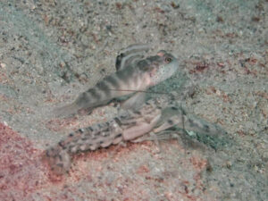 Mahidolia mystacina Smiling Shrimpgoby with Red-Whiskered Shrimp Alpheus species 11