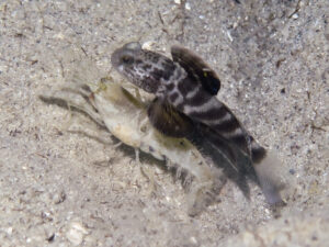 Mahidolia mystacina Smiling Shrimpgoby with Tasselled Shrimp Alpheus species 14