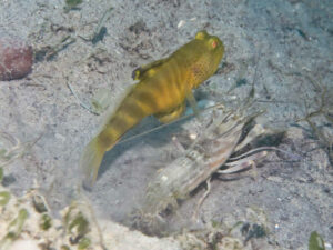 Mahidolia mystacina Smiling Shrimpgoby with Titan Shrimp Alpheus rapax