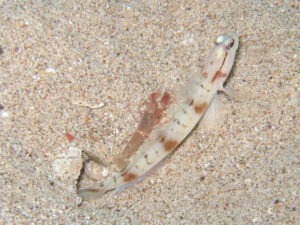 Mask Shrimpgoby Amblyeleotris gymnocephala with Red Pyjama Shrimp Alpheus ochrostriatus