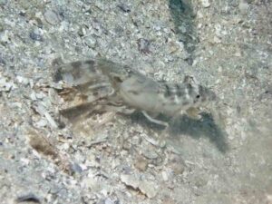 Mottled Spot-tail Snapping Shrimp