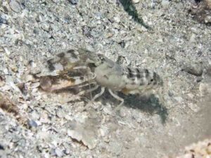 Mottled Spot-tail Snapping Shrimp