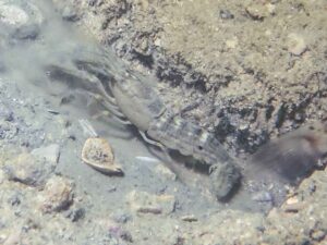 Mottled Spot-tail Snapping Shrimp