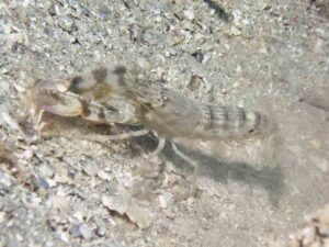 Mottled Spot-tail Snapping Shrimp