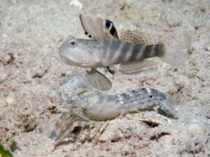 Mottled Spot-tail Snapping Shrimp