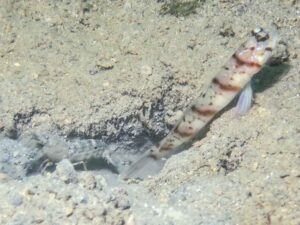 Mottled Spot-tail Snapping Shrimp with Amblyeleotris stenotaeniata, Thinbar Shrimpgoby