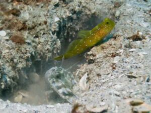 Mottled Spot-tail Snapping Shrimp with Cryptocentrus fasciatus, Y-bar Shrimpgoby