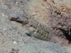 Mottled Spot-tail Snapping Shrimp with Cryptocentrus melanopus, Singapore Shrimpgoby