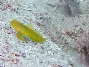 Mottled Spot-tail Snapping Shrimp with Cryptocentrus sericus, Ventral-barred Shrimpgoby