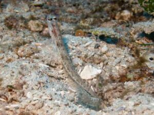 Mottled Spot-tail Snapping Shrimp with Vanderhorstia dorsomacula, Dorsal Spot Shrimpgoby