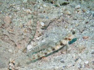 Mottled Spot-tail Snapping Shrimp with Vanderhorstia phaeosticta, Yellowfoot Shrimpgoby