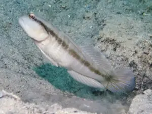 Myersina nigrivirgata Blackline Shrimpgoby