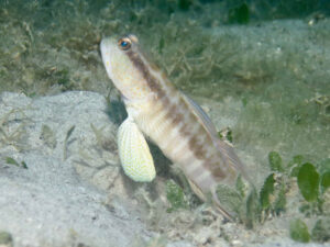 Myersina nigrivirgata Blackline Shrimpgoby