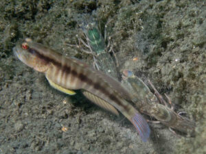 Myersina nigrivirgata Blackline Shrimpgoby with Diagonal Barred Shrimp Alpheus rapacida