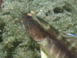 Myersina nigrivirgata Blackline Shrimpgoby