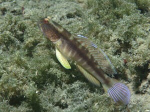 Myersina nigrivirgata Blackline Shrimpgoby