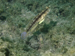 Myersina nigrivirgata Blackline Shrimpgoby