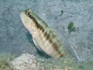 Myersina nigrivirgata Blackline Shrimpgoby