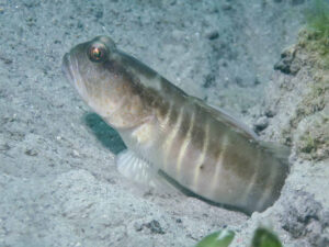 Myersina nigrivirgata Blackline Shrimpgoby