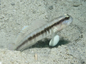 Myersina nigrivirgata Blackline Shrimpgoby