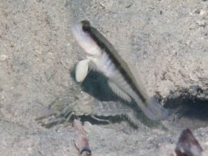 Myersina nigrivirgata Blackline Shrimpgoby