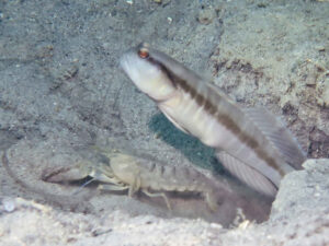 Myersina nigrivirgata Blackline Shrimpgoby with Blue Nipper Shrimp Alpheus cf digitalis