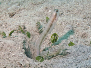 Myersina nigrivirgata Blackline Shrimpgoby with Diagonal Barred Shrimp Alpheus rapacida