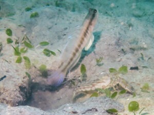 Myersina nigrivirgata Blackline Shrimpgoby with Titan Shrimp Alpheus rapax